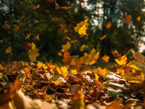 Yellow leaves falling from trees on a sunny autumn day