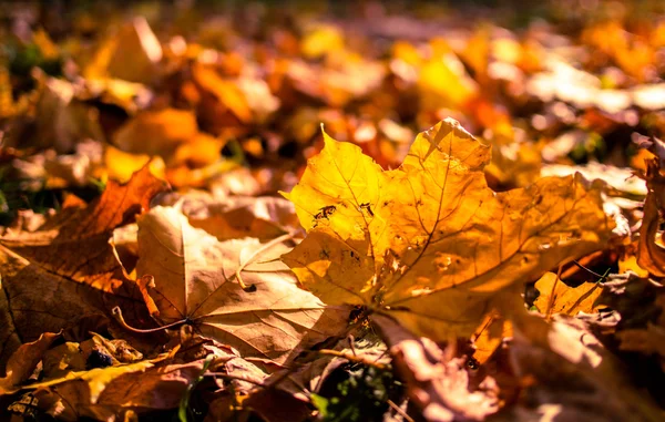 晴れた秋の日に落ちた紅葉します。 — ストック写真