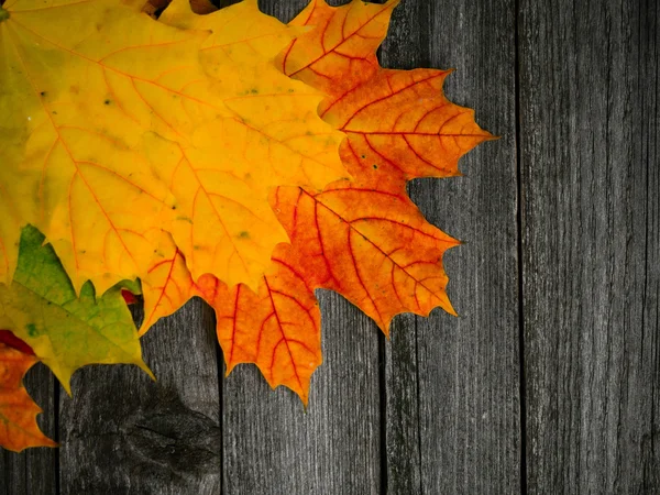 Folhas de outono multicoloridas vermelhas, verdes e amarelas sobre fundo de madeira — Fotografia de Stock