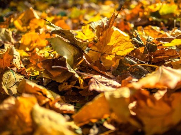 晴れた秋の日に落ちた紅葉します。 — ストック写真