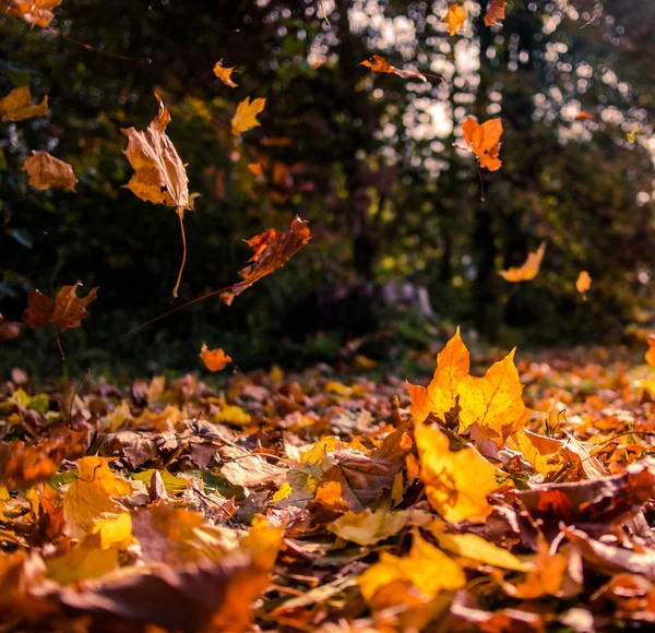 晴れた秋の日に木から落ちる葉の黄色 — ストック写真