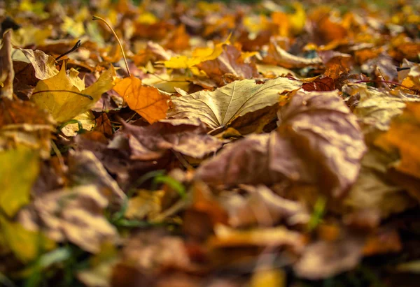 晴れた秋の日に落ちた紅葉します。 — ストック写真