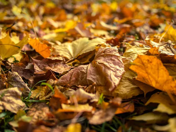 Poległych żółty odchodzi w słoneczny dzień jesieni — Zdjęcie stockowe