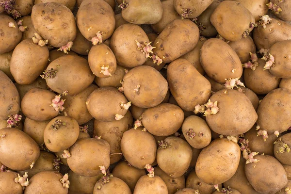 Aardappel spruiten aardappel spruiten — Stockfoto