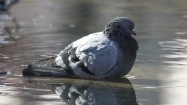 Gölde banyo vahşi gri güvercin