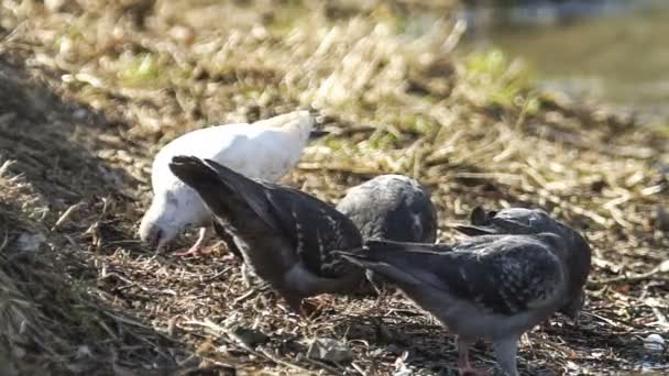 Wild pigeons Wild pigeons — Stock Video