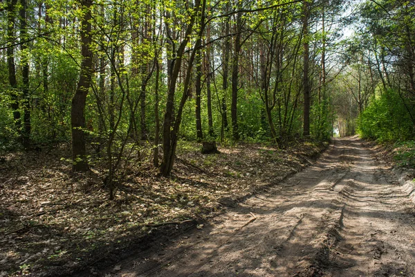 Promenade dans la forêt. Beau paysage — Photo