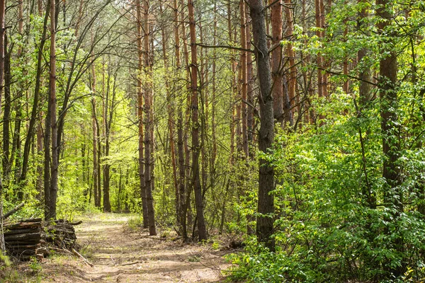 Walkway in the forest. Beautiful landscape — Stock Photo, Image