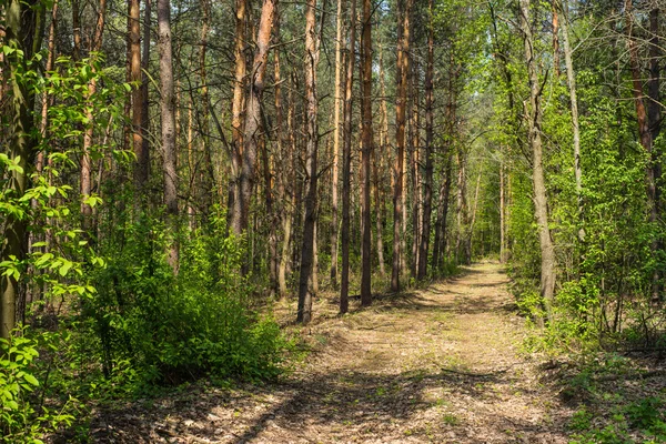 Caminhada na floresta. Bela paisagem — Fotografia de Stock