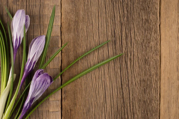 Croco primaverile su fondo di legno — Foto Stock