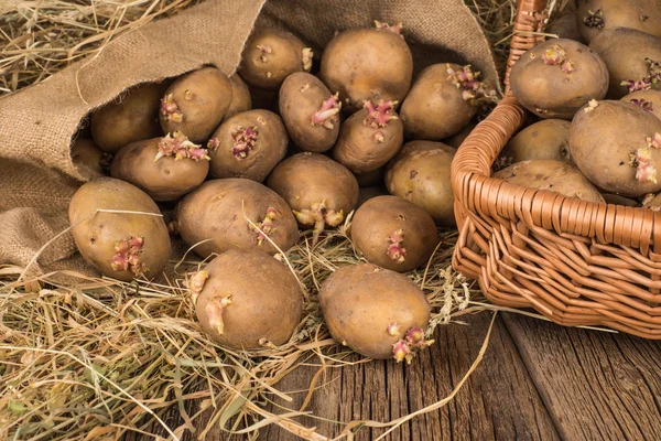 patates dikim bahar filizi ile 