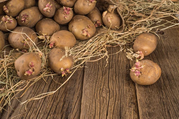 patates dikim bahar filizi ile