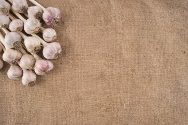 Sarımsak ampuller bir çuval bezi üzerinde demet