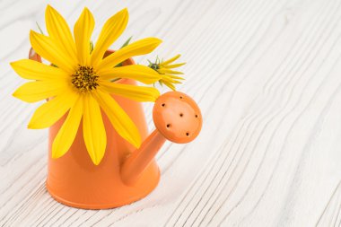Sulama olabilir eski bir ahşap masa üzerinde sarı kır çiçeği.