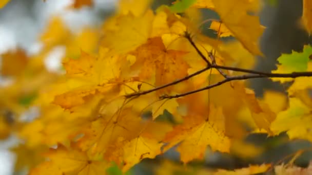 Autumn maple leaves close-up — Stockvideo