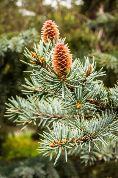 Spruce tree spring sprout blossom and cone on branch — Stock Photo, Image