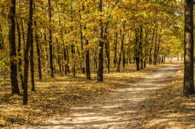Sonbahar ormanının içinden geçen yol