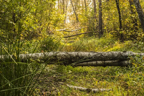 Bela floresta de outono — Fotografia de Stock