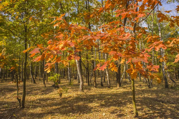 Collection de belles feuilles d'automne colorées vert, jaune , — Photo