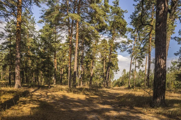 Weg naar dennenbos in het zonnige herfstdag — Stockfoto