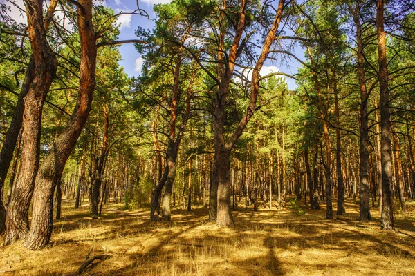 Vägen till tallskogen i den soliga höstdag — Stockfoto