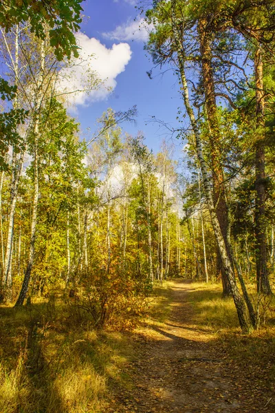 Skogen Höstlandskap — Stockfoto