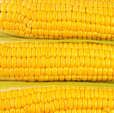 Olgun mısır taneleri