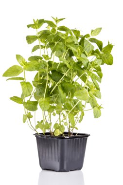 Nane Bitkisi beyaz arkaplanda izole edildi