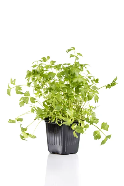 Green lovage in pot isolated on white background — Stock Photo, Image