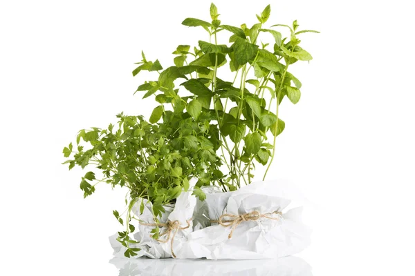 Plantas de hierbas en macetas aisladas sobre fondo blanco —  Fotos de Stock