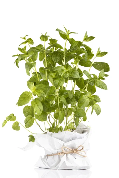 Minze Pflanze isoliert auf weißem Hintergrund — Stockfoto