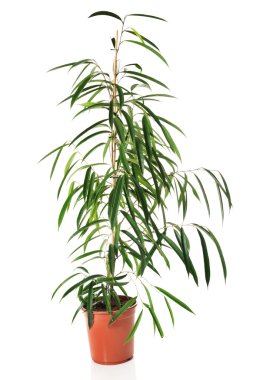 Bir tencerede Dracaena