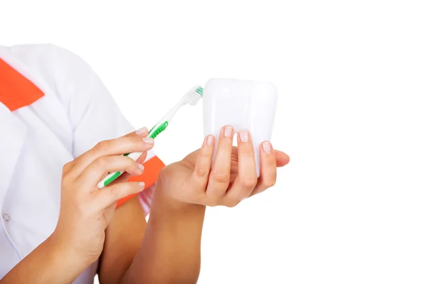 Mãos segurando escova de dentes e modelo de dente — Fotografia de Stock