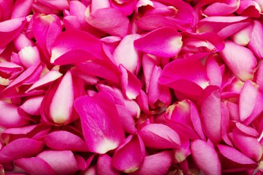 Pembe Gül petal arka plan kapatın