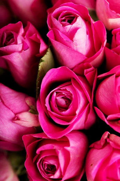 Różowa róża tło z bliska Zdjęcie Stockowe