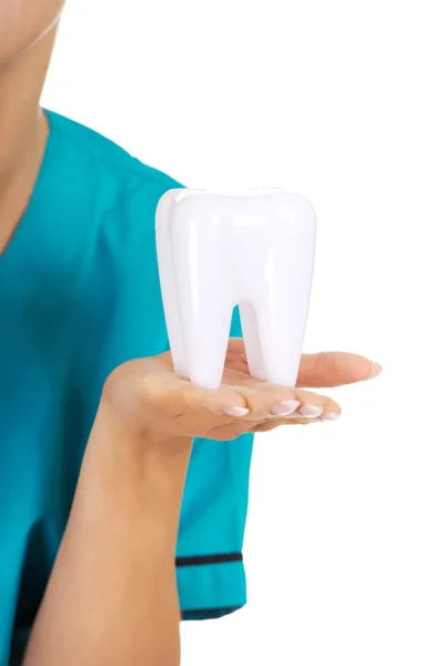 Dentista feminina segurando um modelo de dente — Fotografia de Stock