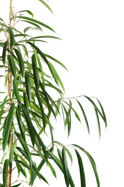 Dracaena lush leaves — Stock Photo, Image