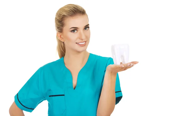 Young smile dentist holding a tooth model — Stock Photo, Image