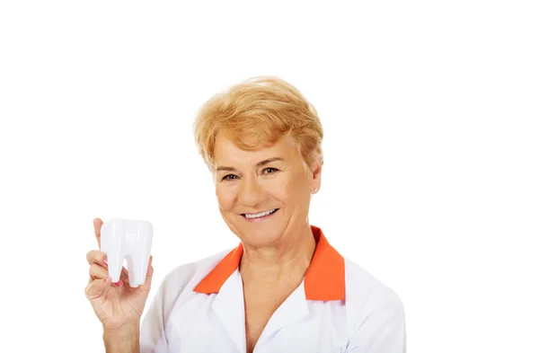 Smile elderly female dentist holding big tooth model — Stock Photo, Image