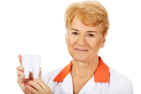 Smile elderly female dentist holding big tooth model — Stock Photo, Image