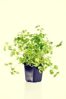 Beyaz arka plan üzerinde izole tencerede yeşil selâmotu