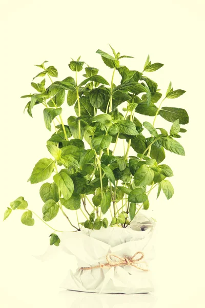 Mint plant isolated on white background — Stock Photo, Image