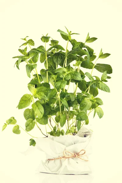 Planta de menta aislada sobre fondo blanco — Foto de Stock