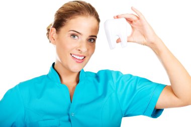 Diş modelini tutan genç bir dişçi.