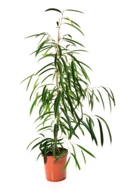 Bir tencerede Dracaena