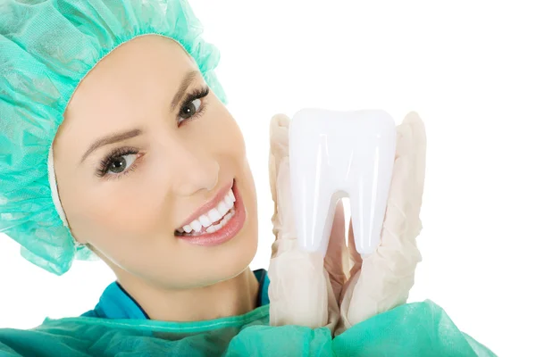 Θηλυκό οδοντίατρος κρατώντας ένα μοντέλο δόντι. — Φωτογραφία Αρχείου