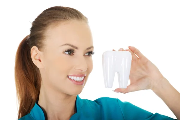 Zubař drží zub model. — Stock fotografie