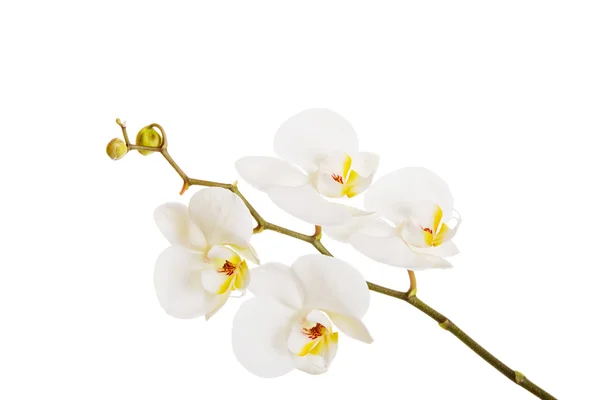 Weiße Orchidee mit gelber Mitte — Stockfoto
