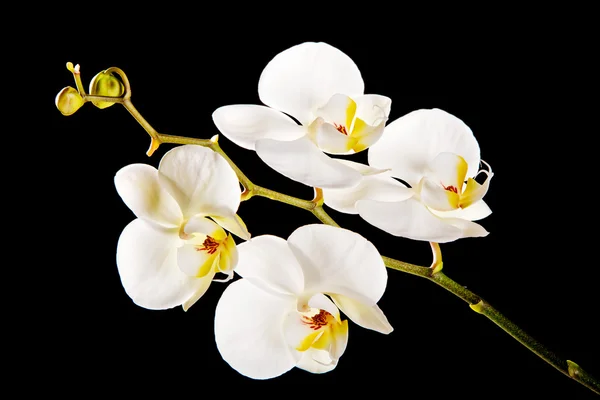 Weiße Orchidee mit gelber Mitte — Stockfoto