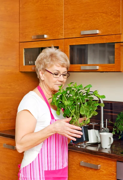 Alte Frau riecht ihre Minzpflanze zu Hause in der Küche — Stockfoto